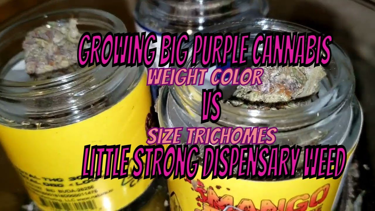 Growing Big Purple Cannabis vs Little strong dispensary Weed