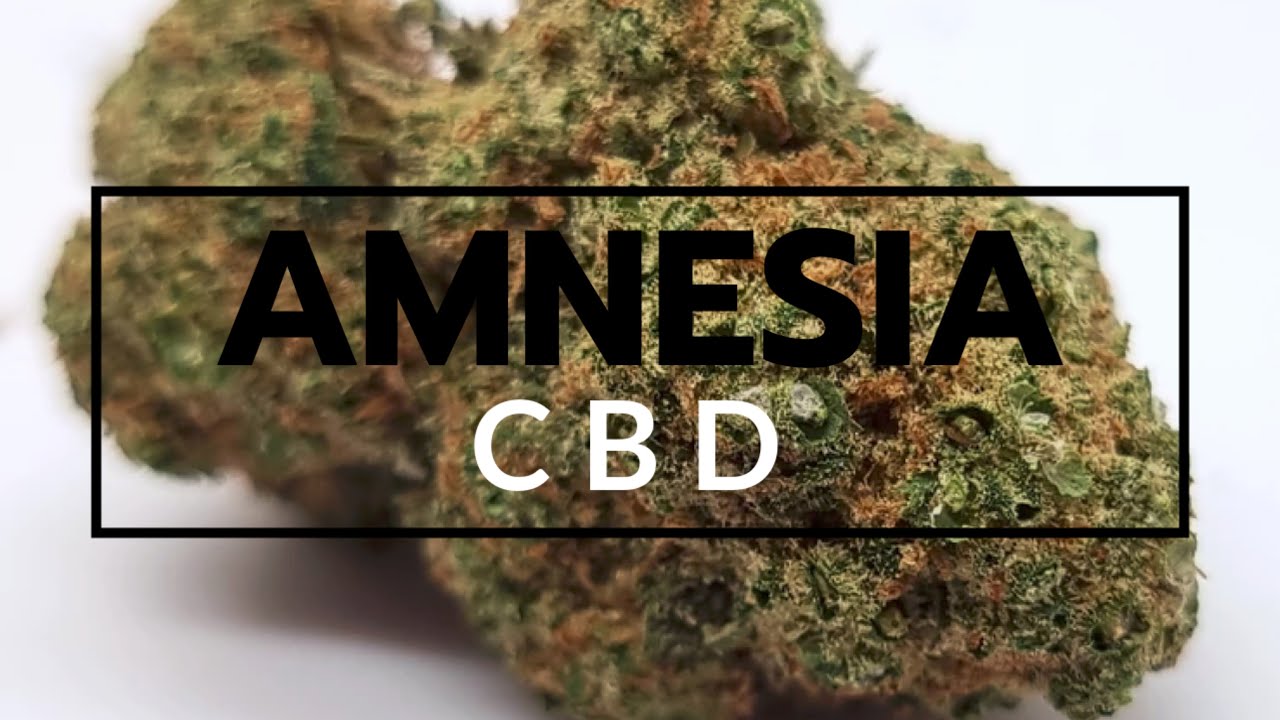 AMNESIA HAZE REVIEW|CBD FLOWER|(HEMP & HERB UK)