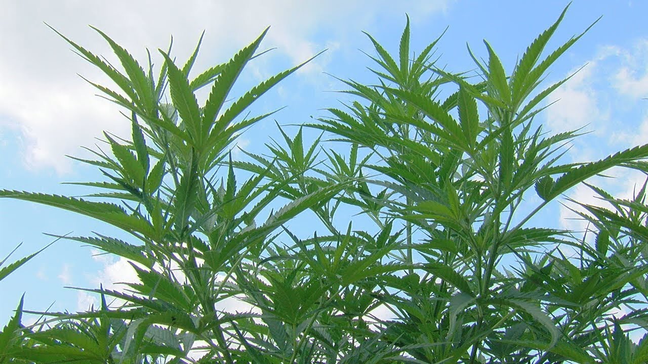 With Ohio's new hemp law, AG tells prosecutors not to indict cannabis cases at this time