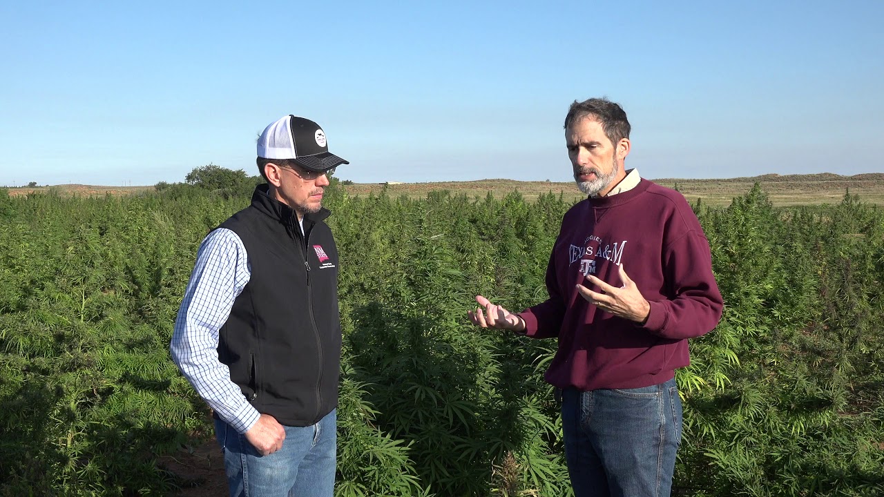 Hemp Case Study in New Mexico