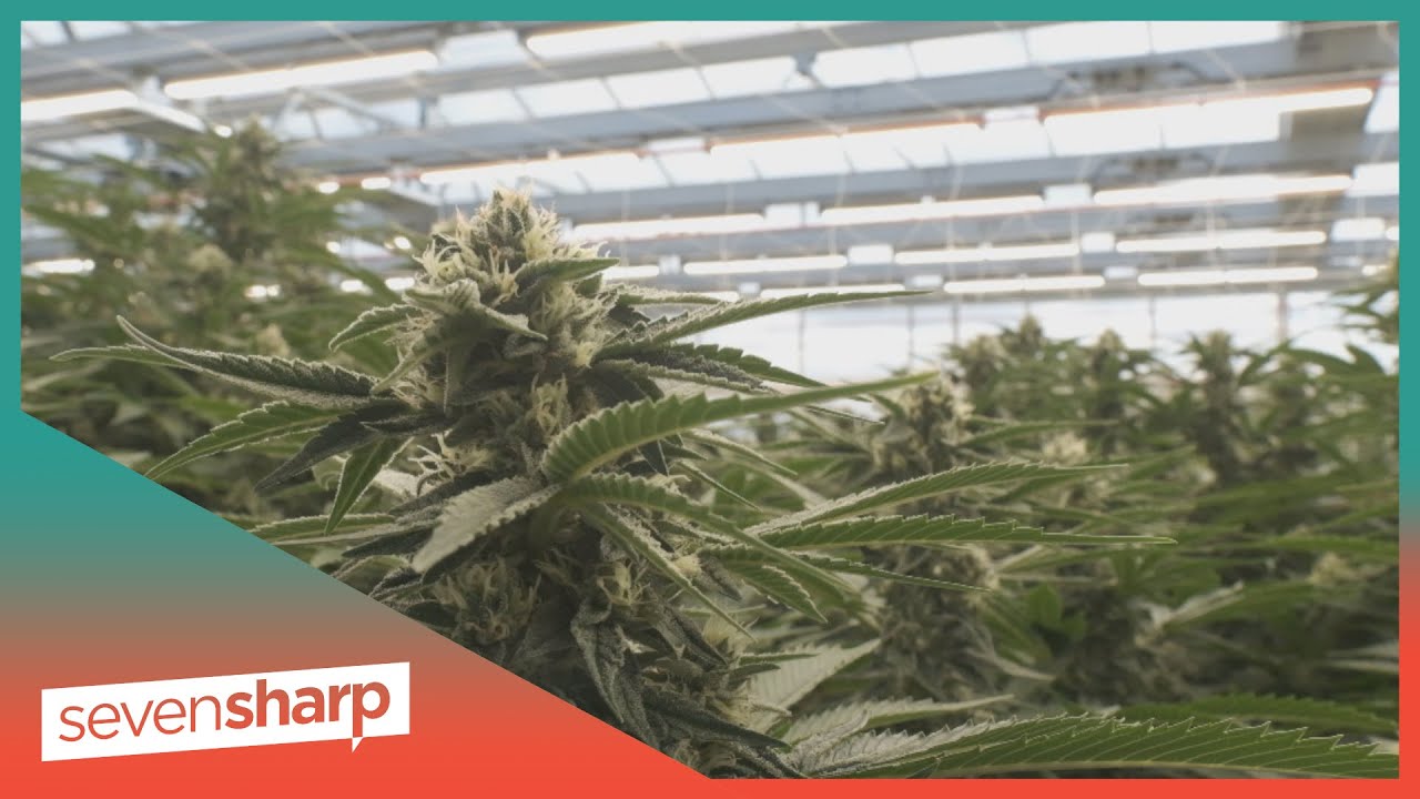 Medical cannabis: Inside NZ company's first harvest