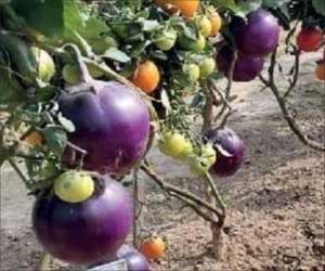 Indian Scientists Grow Brinjal on Pomato