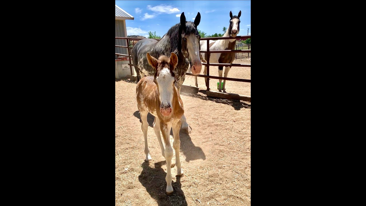 Rocky Mountain Girls Hemp Products Live Foal Watch @ the ranch