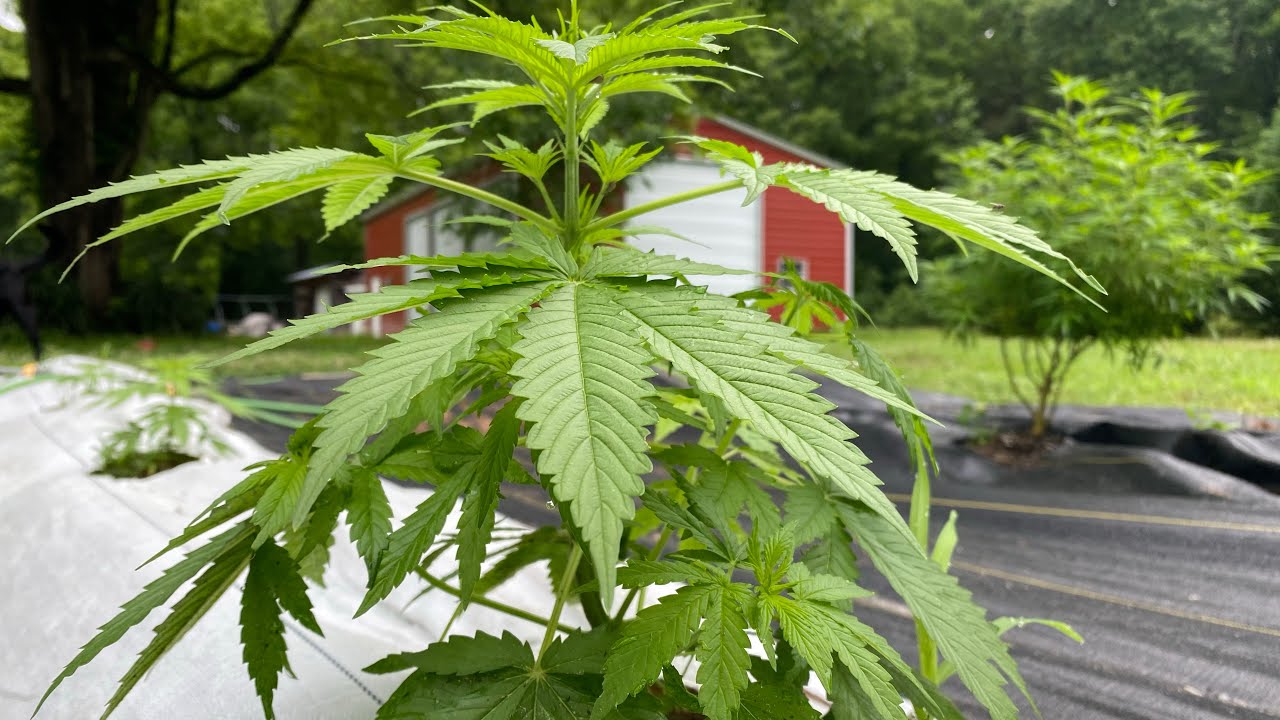 When to plant cannabis outdoors, and when is it to late to plant.