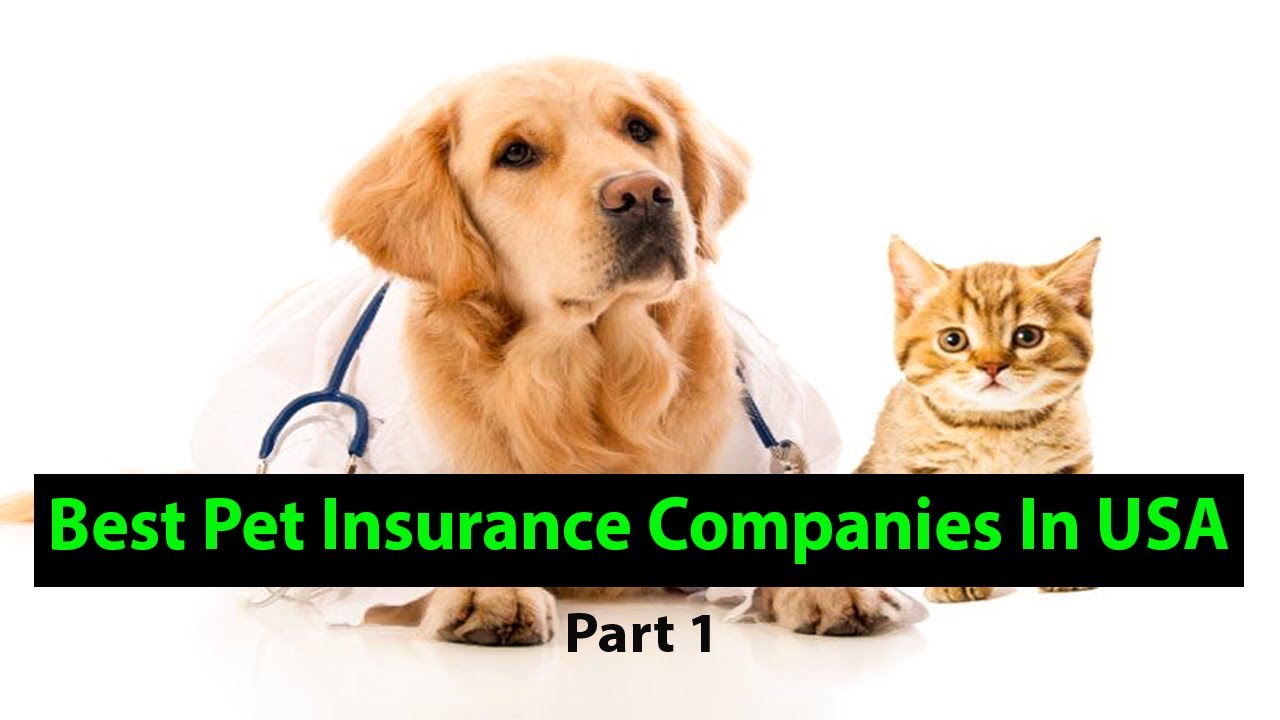 Best Pet Insurence Companies in USA Part 1