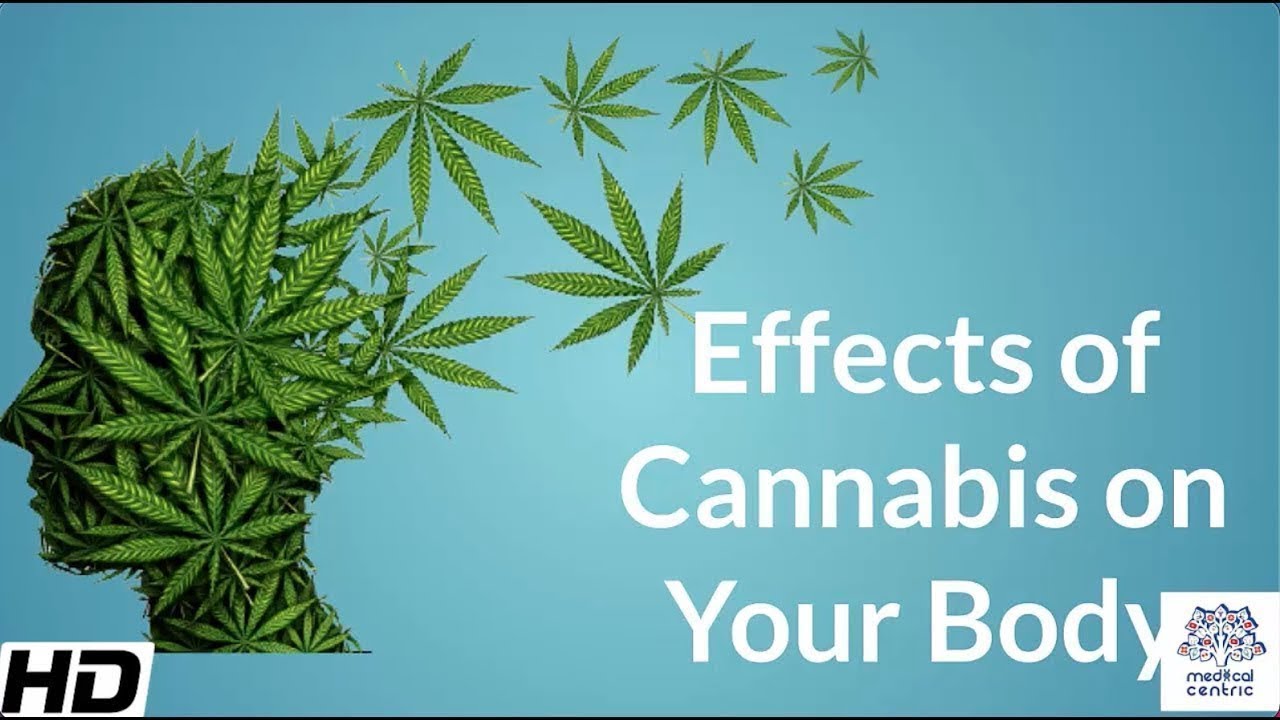 Effects of Cannabis on your body.