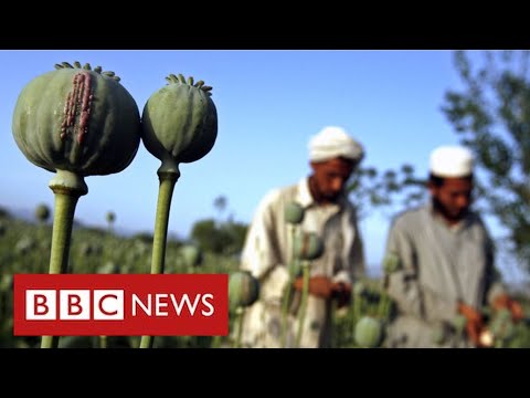 Afghanistan's booming drugs trade under Taliban rule – BBC News