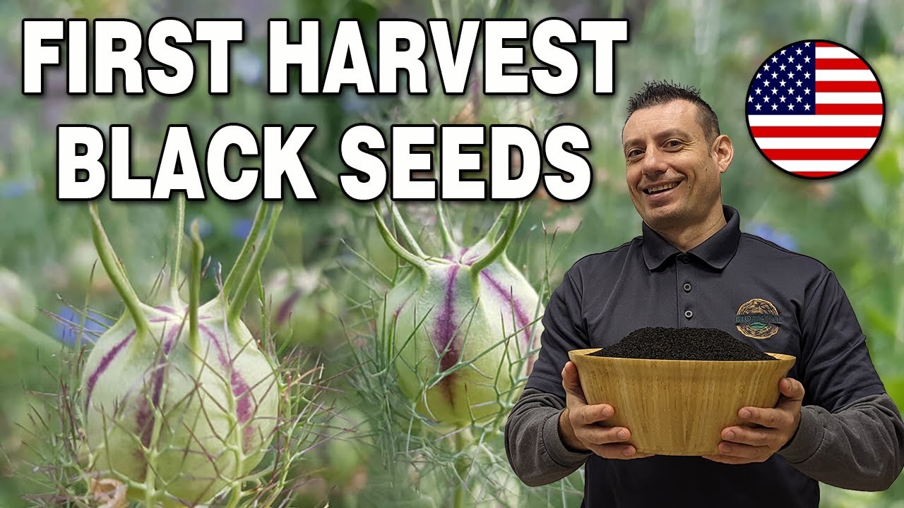 FIRST BLACK SEEDS HARVEST IN USA