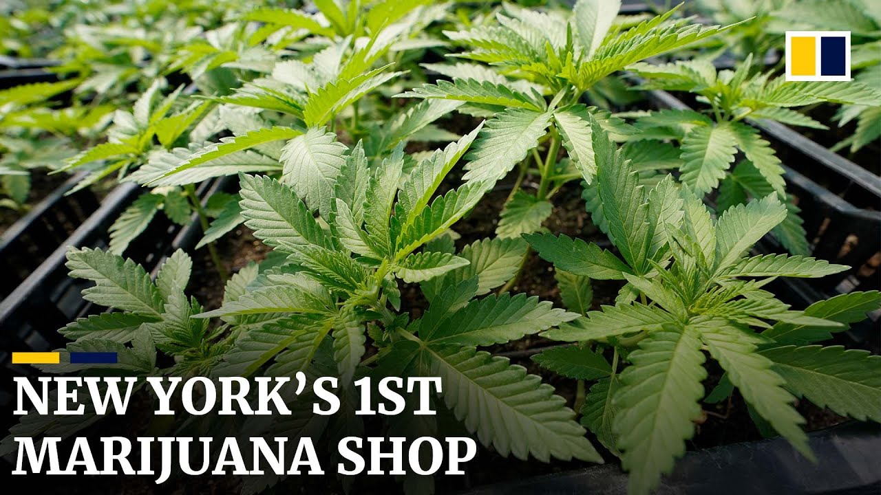 New York’s first legal recreational marijuana dispensary opens for business