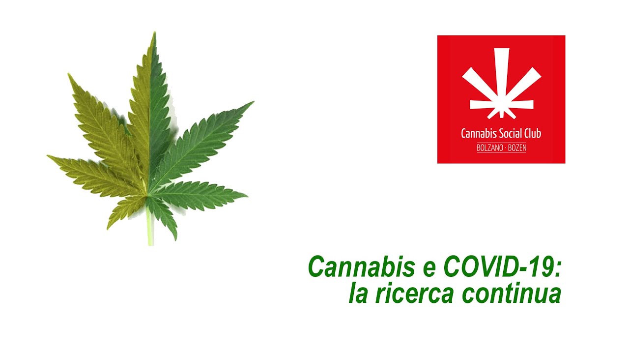 Cannabis e COVID-19: la ricerca continua