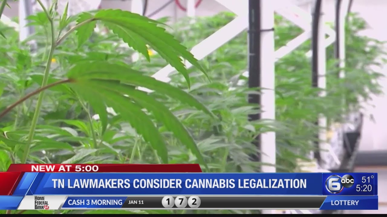 TN Lawmakers consider cannabis legalization