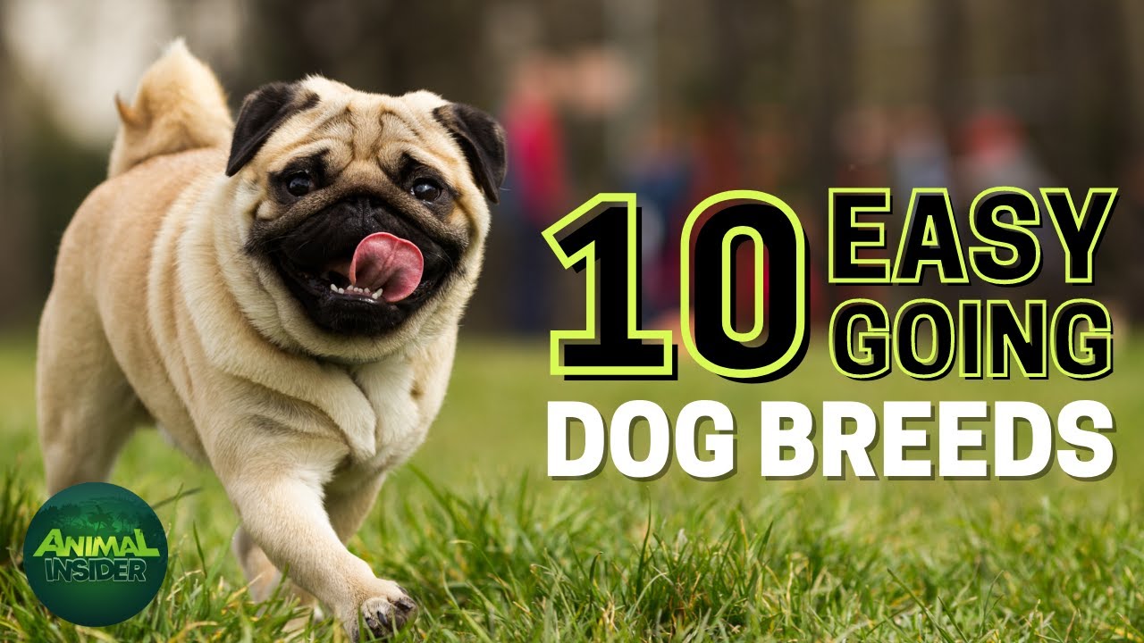 10 Easy Going Dog Breeds