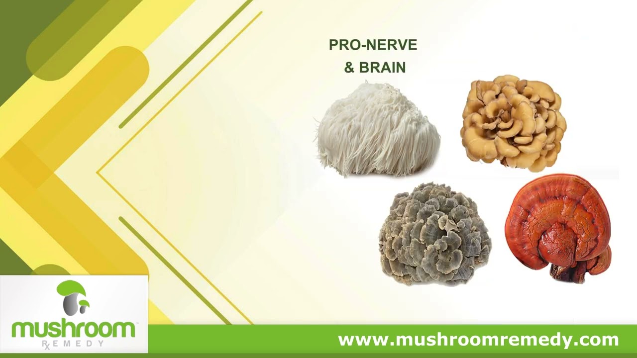 Mushroom Remedy | Health | Liver