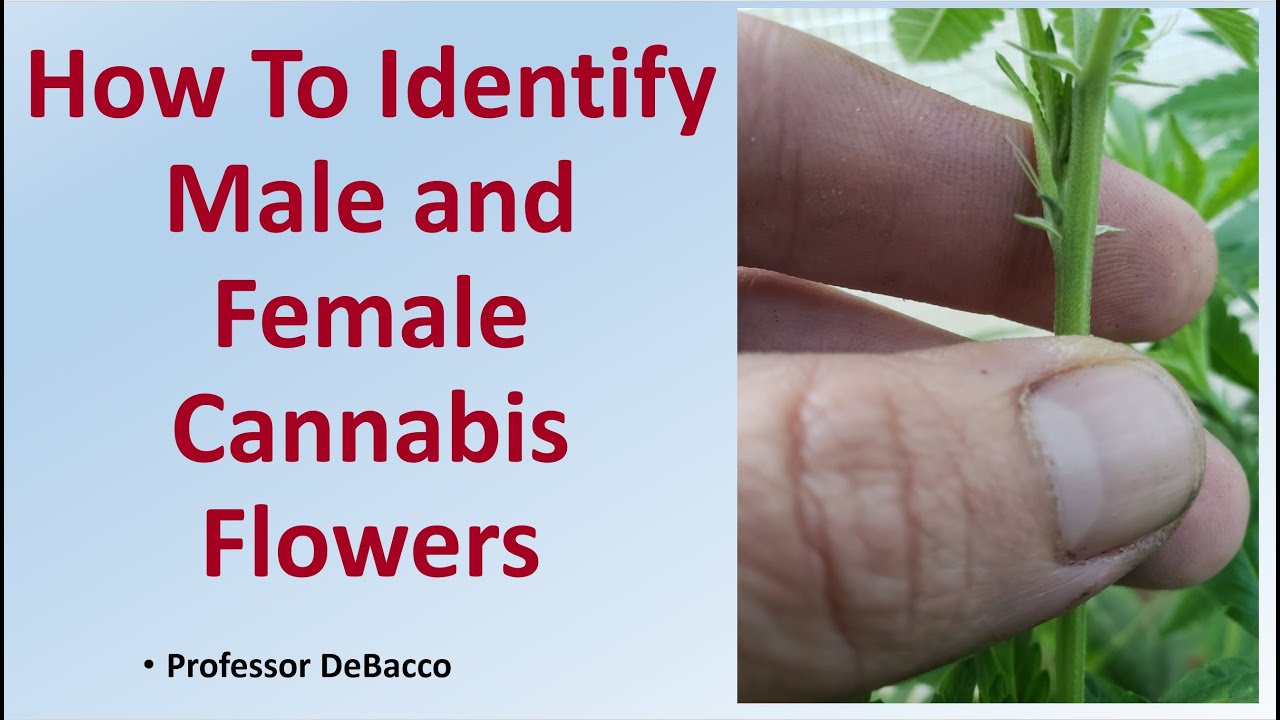 How To Identify Male and Female Cannabis Flowers