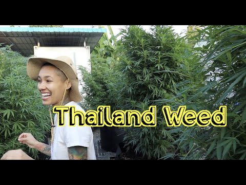 Travel Log Ep. 3 Thailand Cannabis