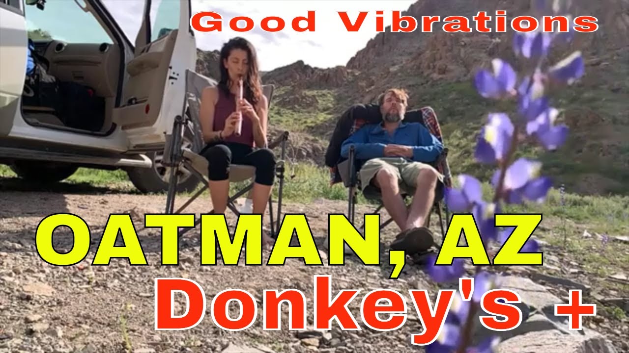 #Donkeys Burro's Eating and Running the Town  {Arizona Blooms} Oatman 2023