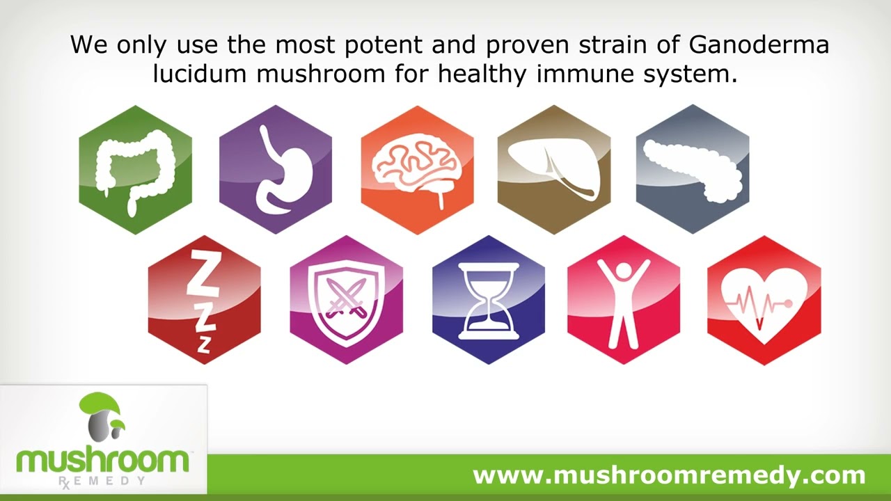 Mushroomremedy Pro Nerve Brain