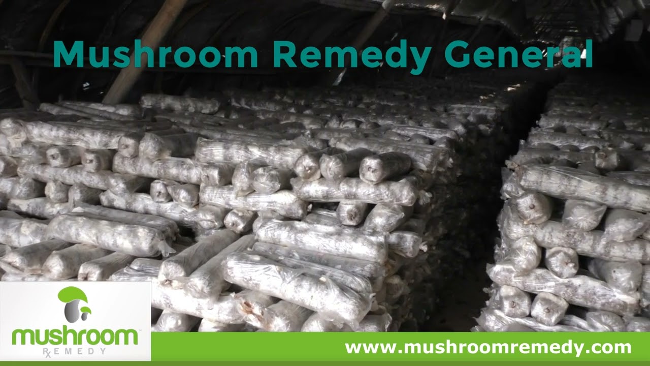 Mushroom Remedy