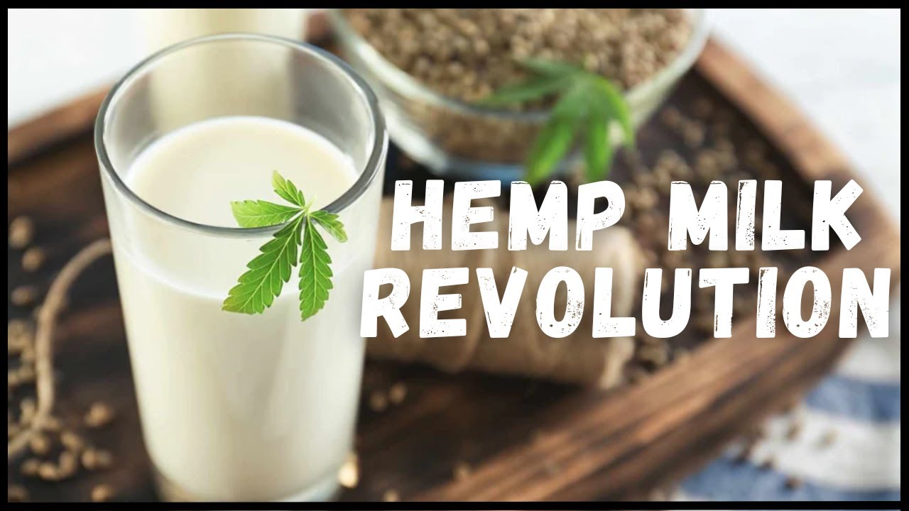 Hemp Milk : Future of Milk Industry