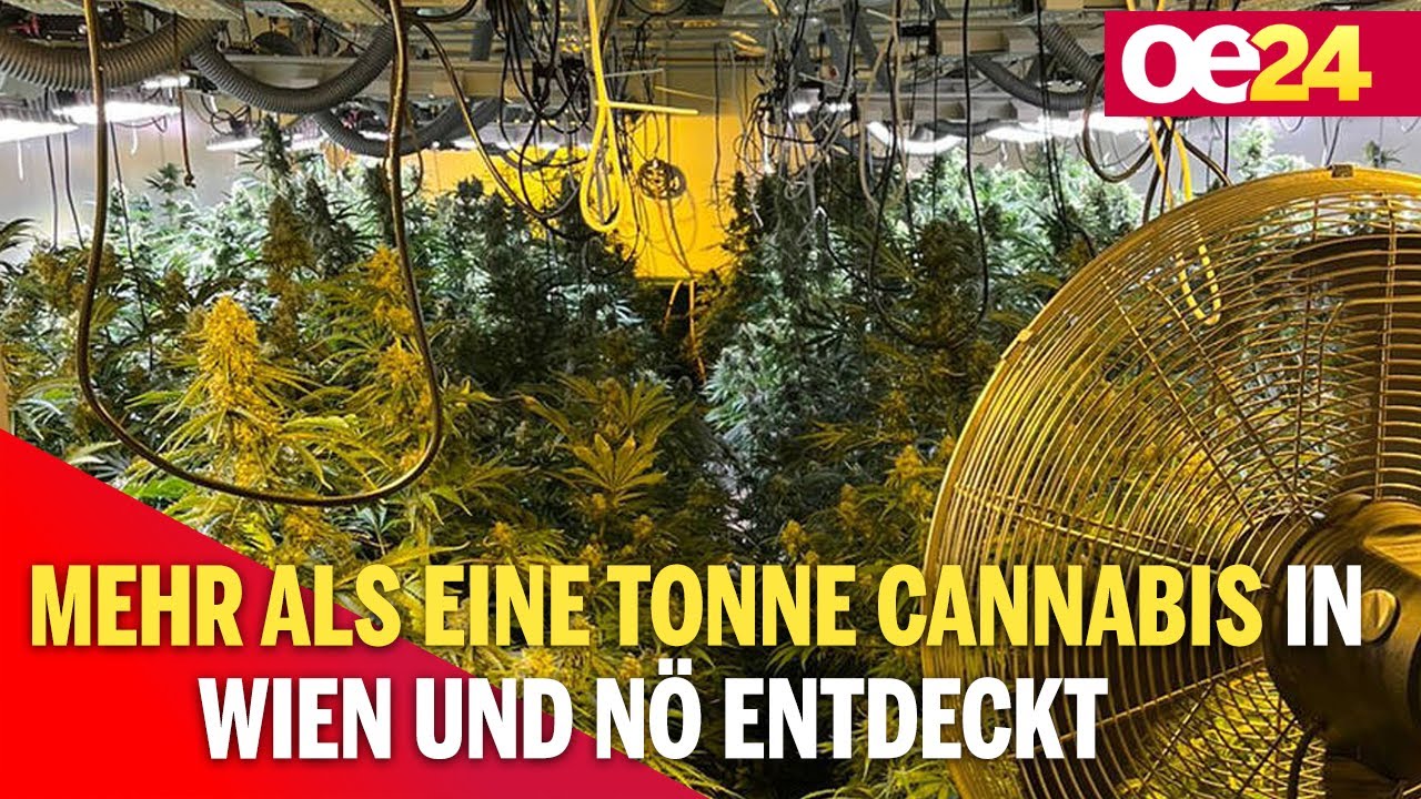 Mehr als eine Tonne Cannabis in Wien und NÖ entdeckt