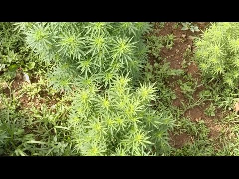 Virginia's hemp industry weighs moving out of state after Delta-8 THC ban