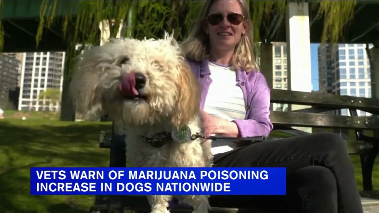 Dog falls ill from cannabis poisoning; owner warns others