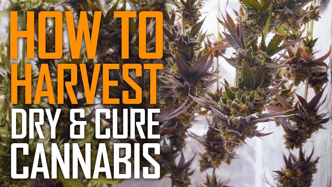 Harvesting Drying & Curing Cannabis – Step by Step