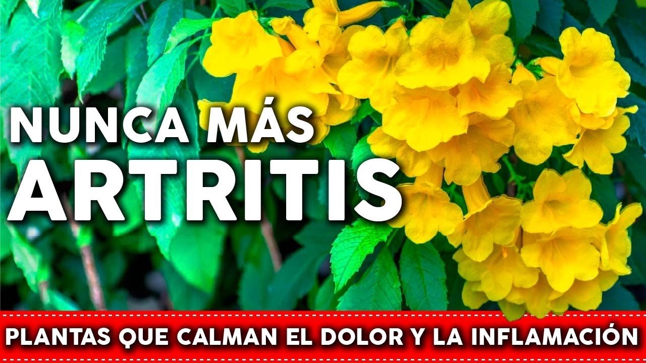 6 Plantas para la ARTRITIS – Bajan el dolor y la inflamación