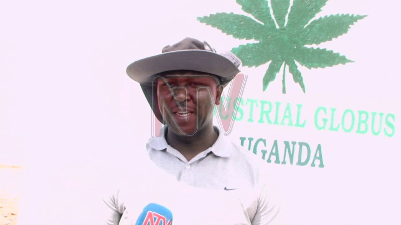 Uganda to start marijuana export in march 2020