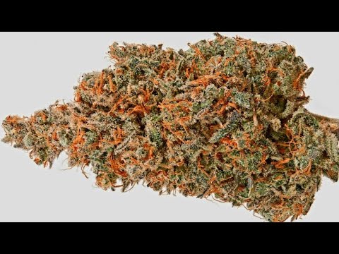 Review 266 of Indoor 🇦🇫Afghani🥞Maple🍁 ORGANIC/HYDRO CBD FLOWER BUD/HEMP TEA from https://hemphop.co/