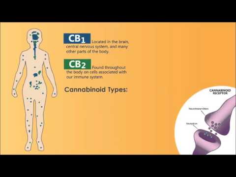 CBD Hemp Oil and the Endo-Cannabinoid System