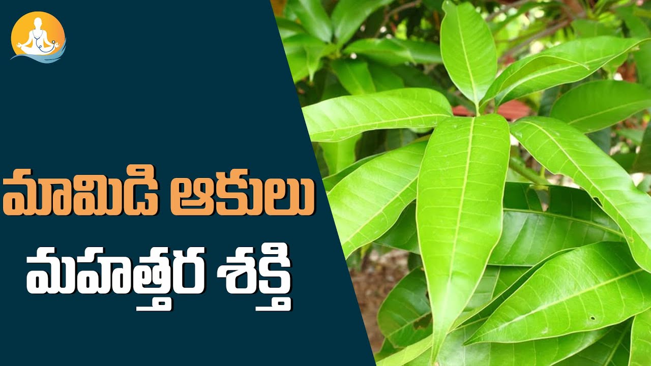 Amazing Health Benefits of Mango leaves in Telugu |Dr Calm's Sanjeevani #mangoleaves #healthyhabits