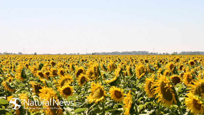 NaturalNewsBlogs Radioactive Sunflowers?