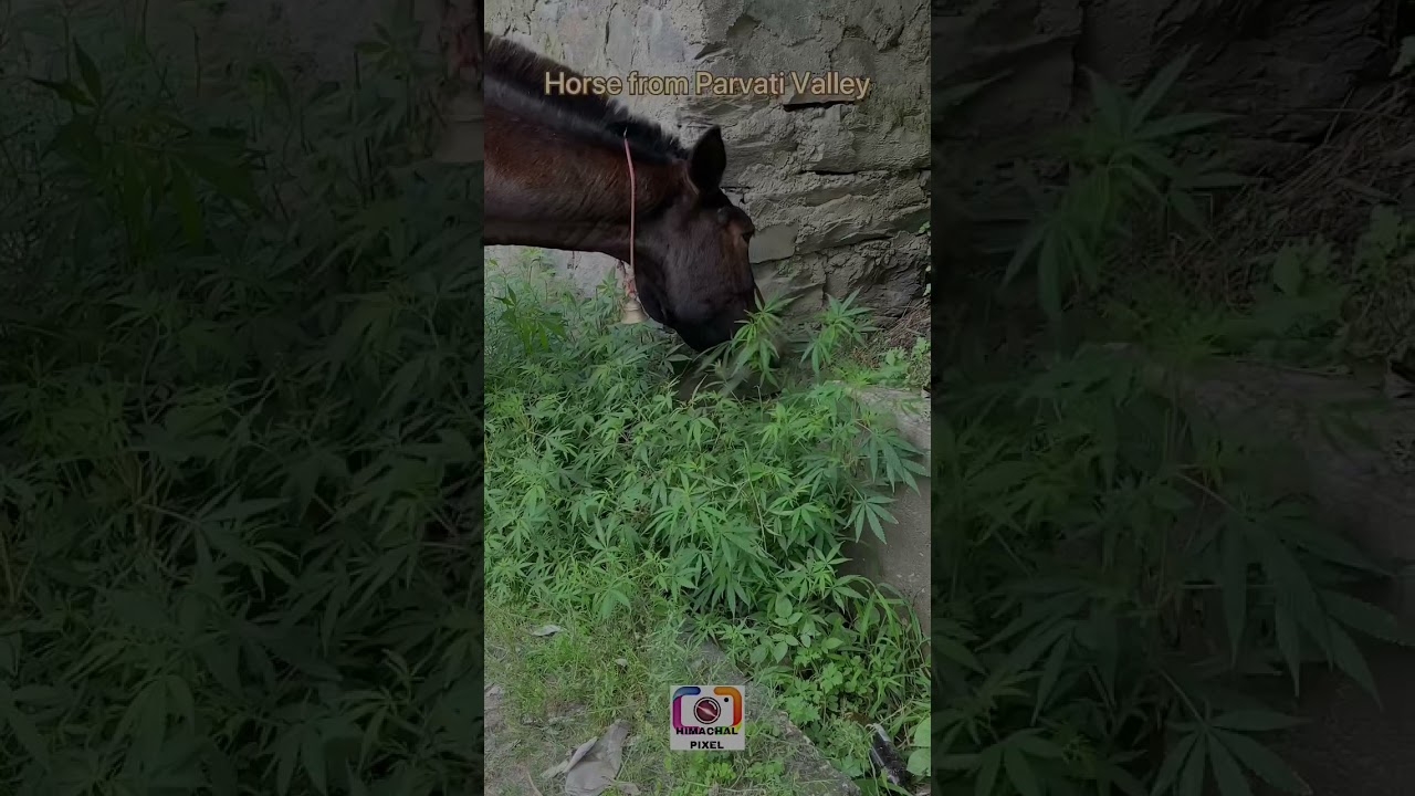 Funny Horse | eating Bhang leafs | Hemp | Doing Crazy things | India | #short