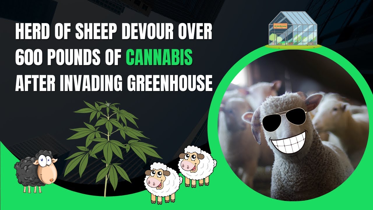 🐑 Sheep Invade Greenhouse! Devour 600 Pounds of Pot And Get The Munchies | CQ NEWS