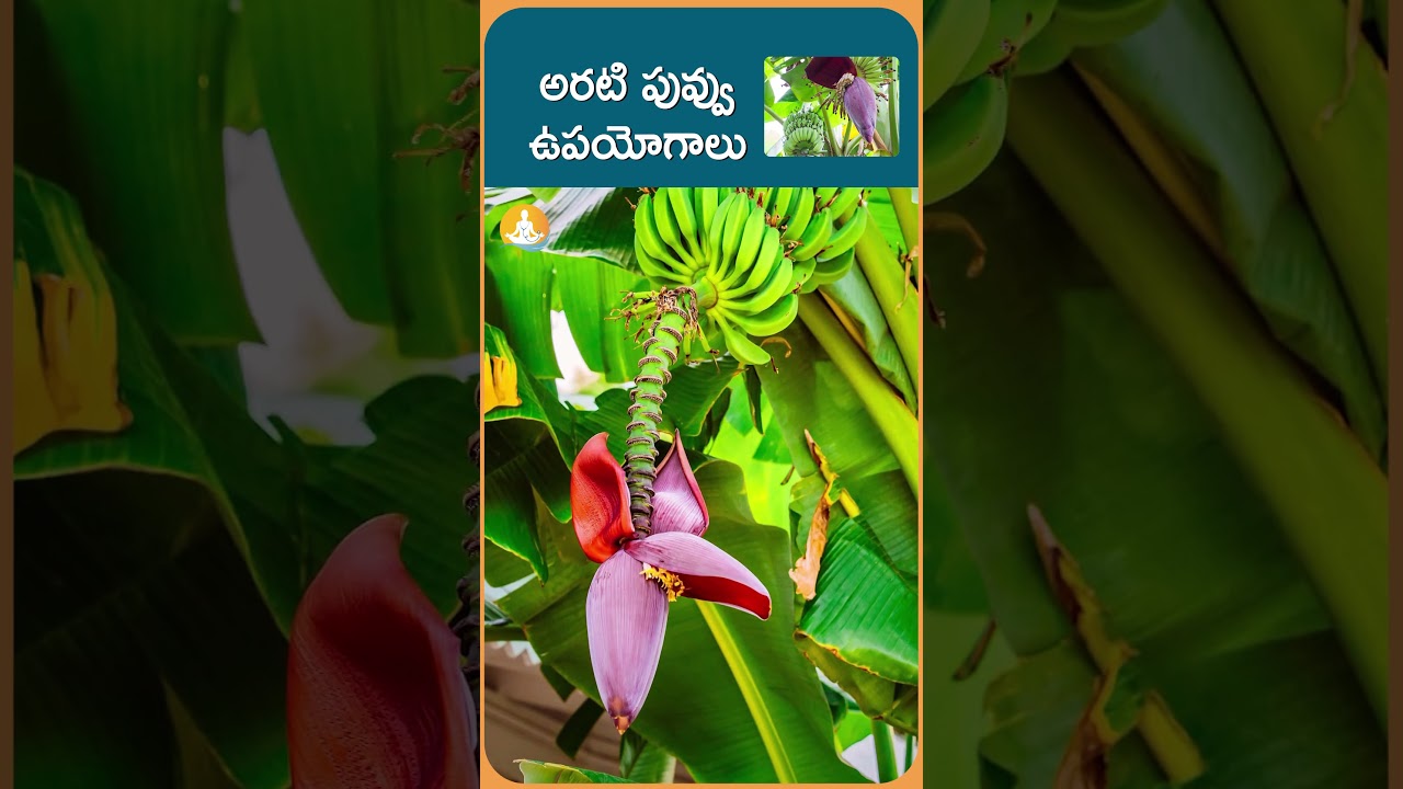 అనారోగ్య సమస్యలు దూరం చేసే అరటి పువ్వు| #drcalmssanjeevani #bananaflower #healthtips #healthylife