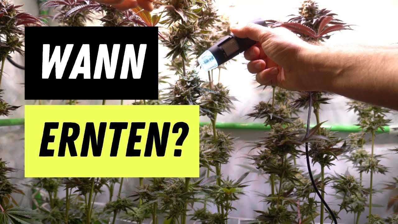 Cannabis Pflanzen ernten: Wann & wie den richtigen Erntezeitpunkt erkennen?