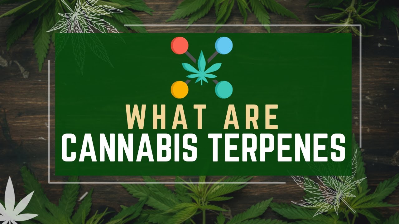 Mastering Cannabis Terpenes | A Comprehensive Guide