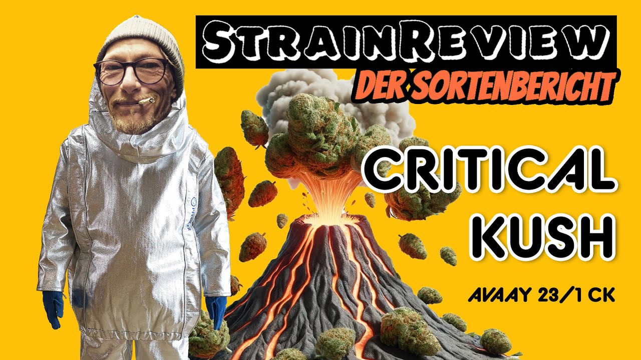 Der medizinische Sortenbericht – Critical Kush – avaay 23/1 CK