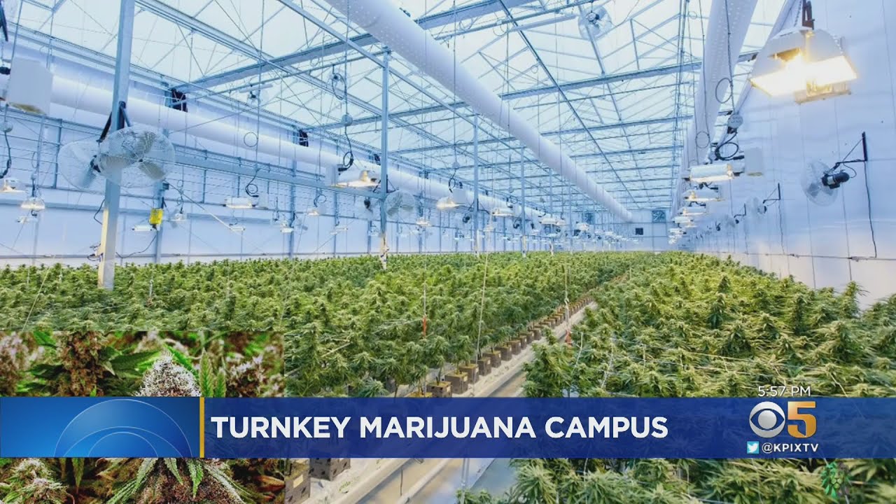 19-Acre State-Of-The-Art Cannabis Facility Breaks Ground In Richmond