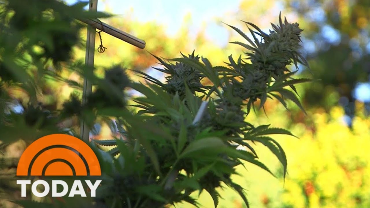 Marijuana Becomes A Big Business With Edibles | TODAY