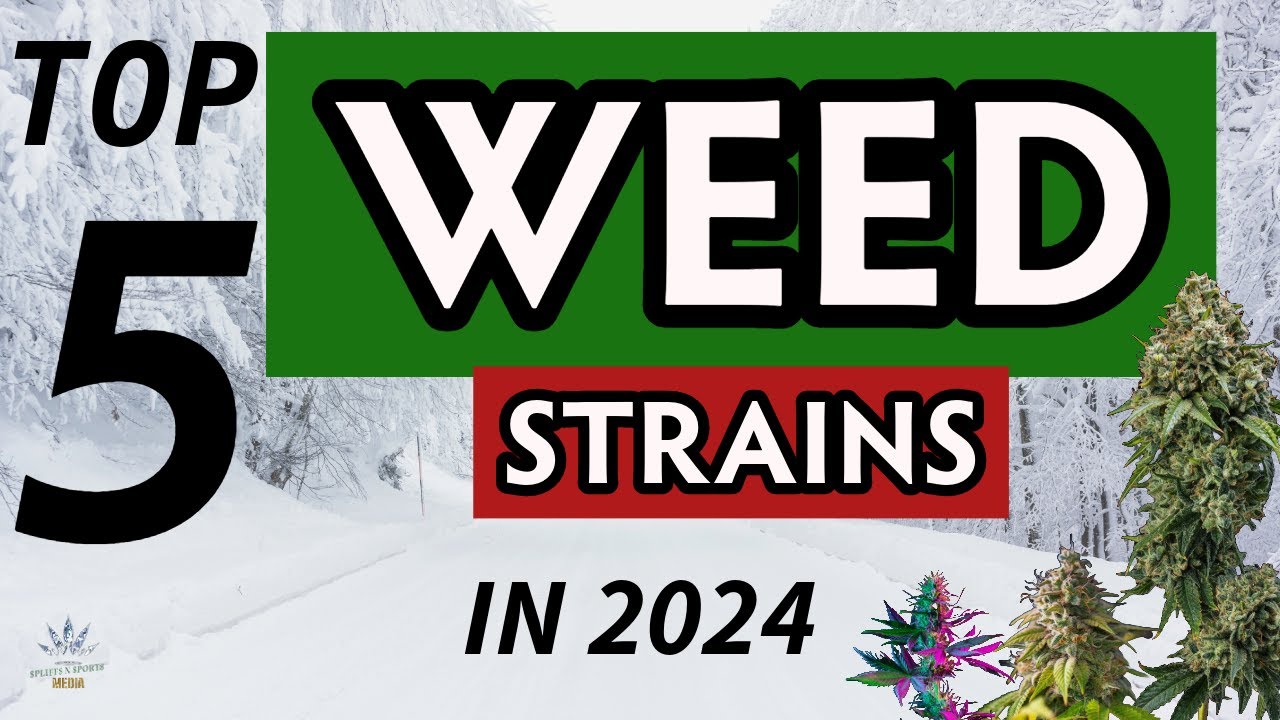 TOP 5 Weed Strains You Can’t Miss in 2024!