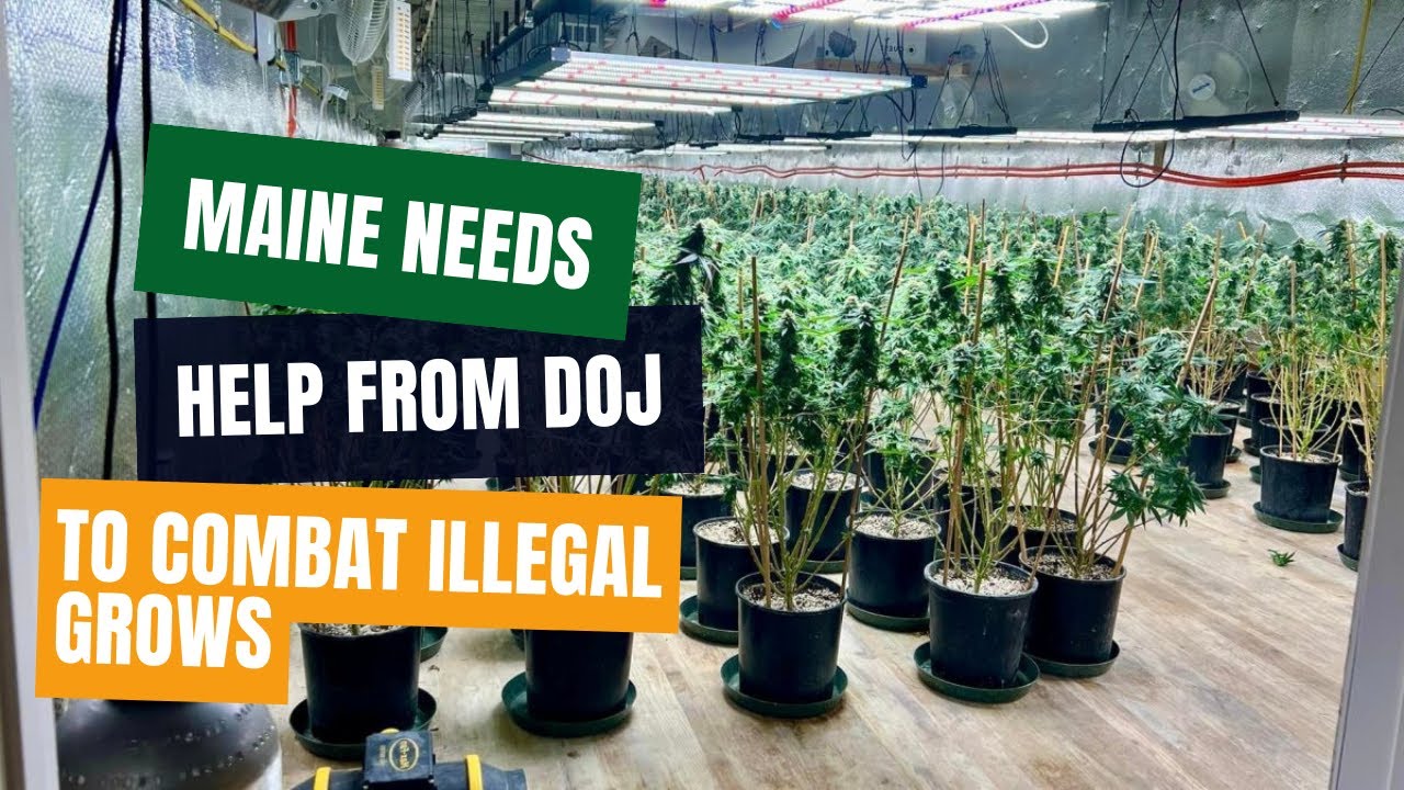 DOJ Urged to Take Action on Illegal Marijuana Operations in Maine