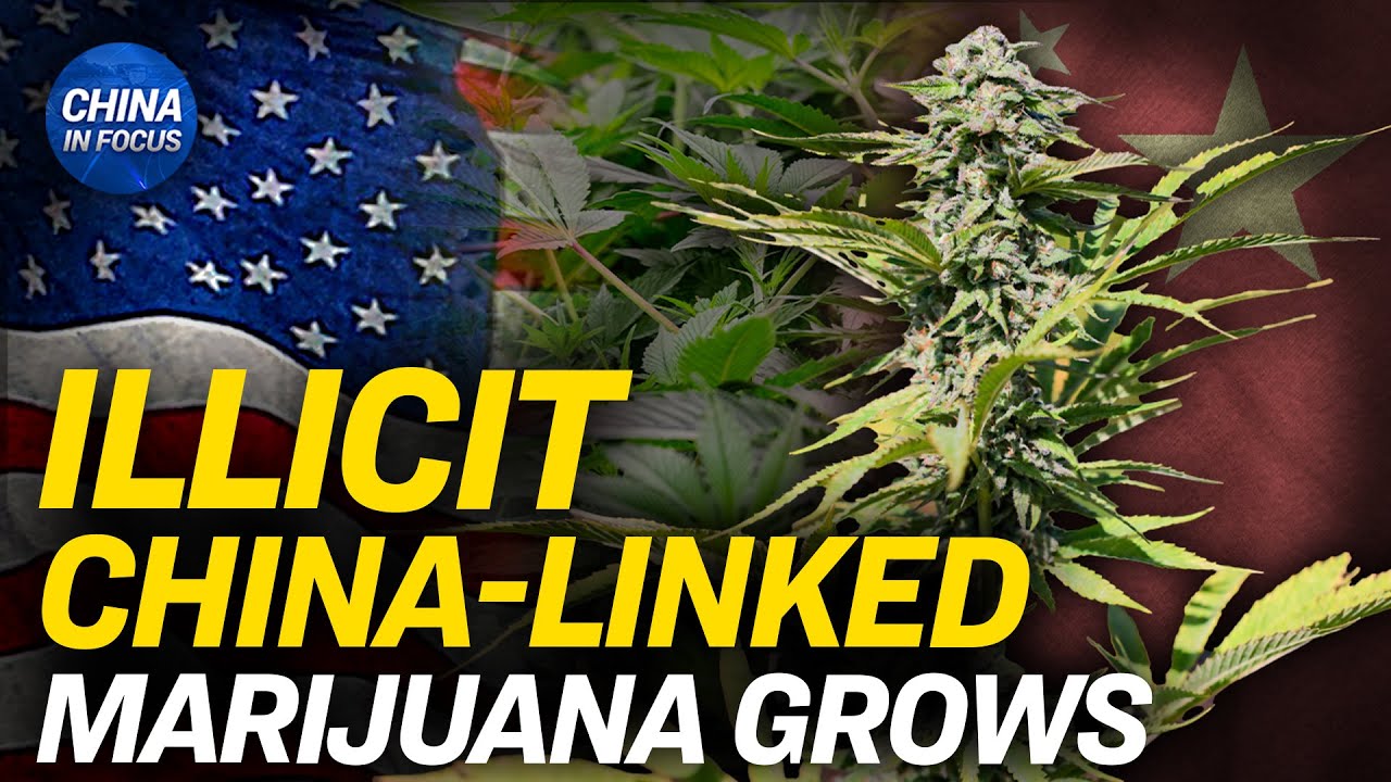 Illicit Chinese Marijuana Grows: Lawmakers Concerned | China In Focus