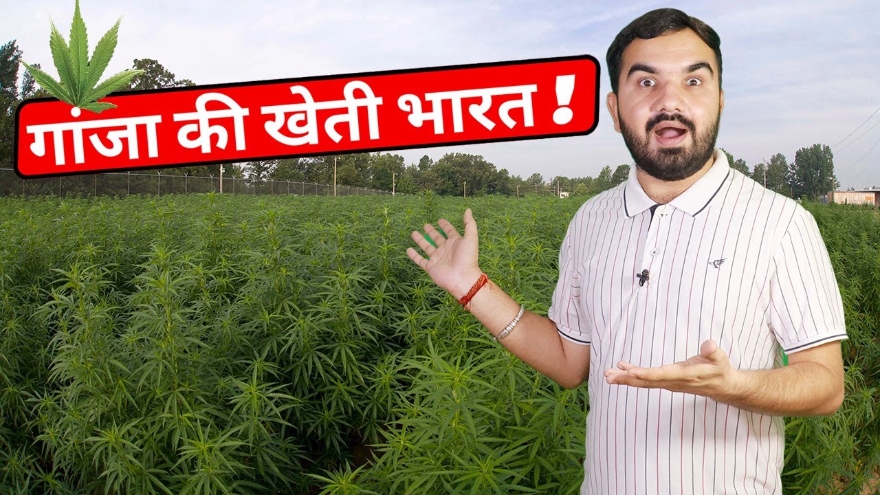 गांजे की खेती [Is Industrial hemp production is legal in India?] rules and regulation | gaanja plant