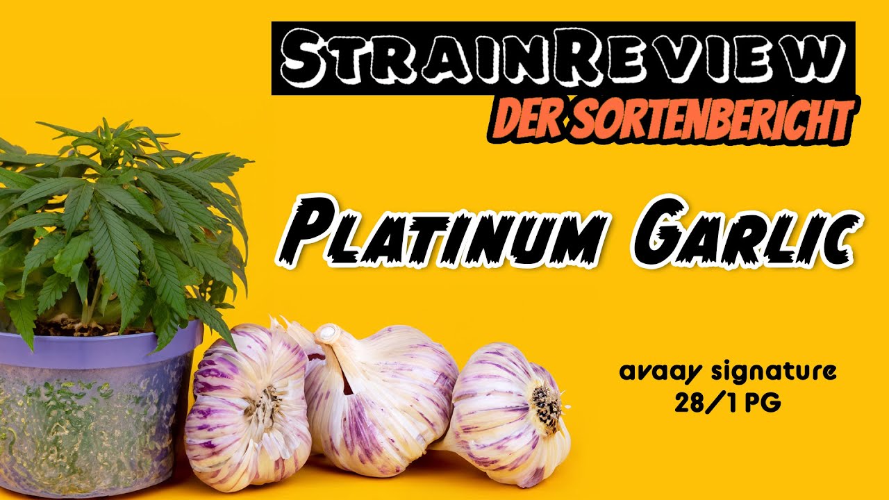 Der medizinische Sortenbericht – Platinum Garlic