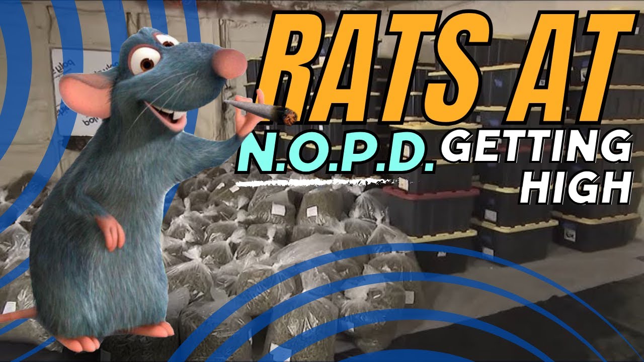 Shocking: Rats in New Orleans Police Station High on Marijuana