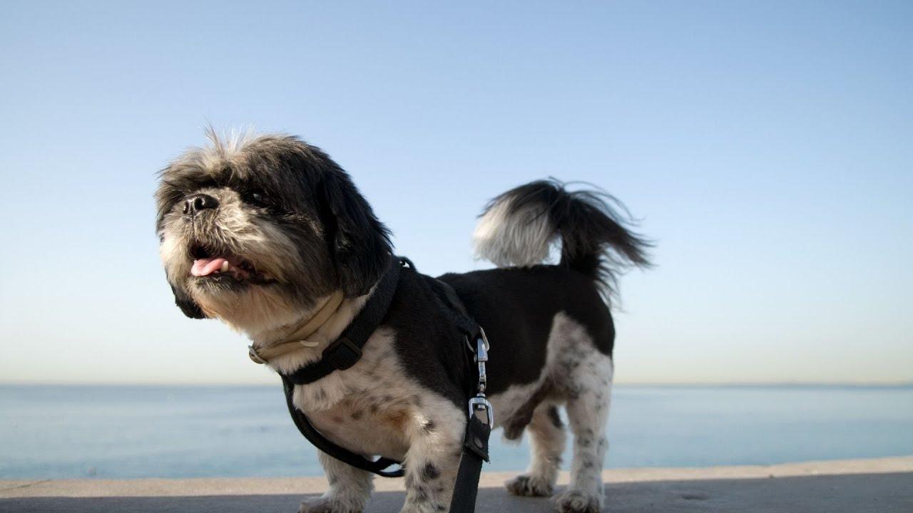 Shih Tzu and Wellness Nurturing Physical and Mental Health