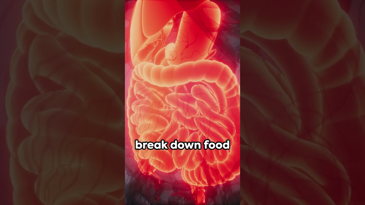 THE DIGESTIVE SYSTEM: How HUMAN DIGESTIVE SYSTEM Works—-(#1)#education #digestion #shorts #health