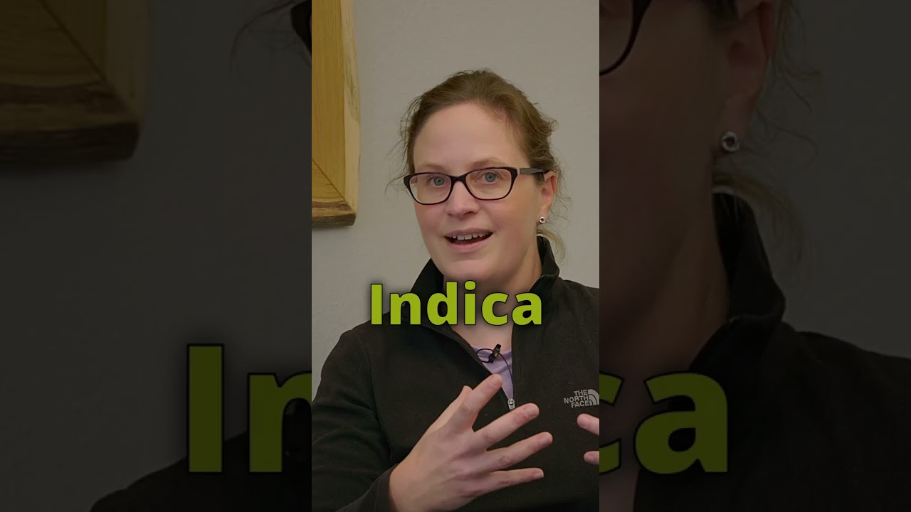 Das ist SCHWACHSINN! – Sativa vs Indica – Biologin erklärt Cannabis Taxonomie